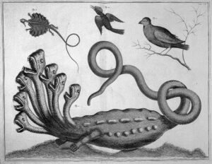 Albertus Seba, Locupletissimi rerum naturalium via the Wellcome Collection