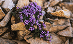 Fotografía de un ramo de pequeñas flores moradas que crecían entre rocas.