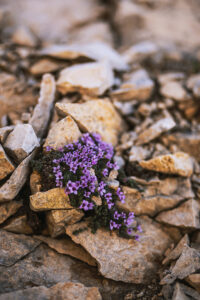 Fotografia de um ramo de pequenas flores roxas que nasceram entre rochas.
