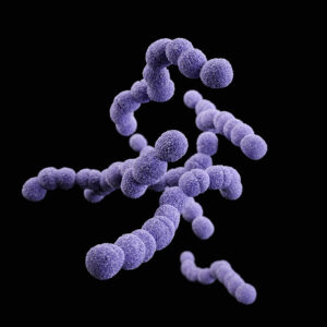 Imagem digitalizada de um grupo de bactérias roxas sobre um fundo preto.